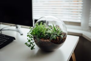 terrarium